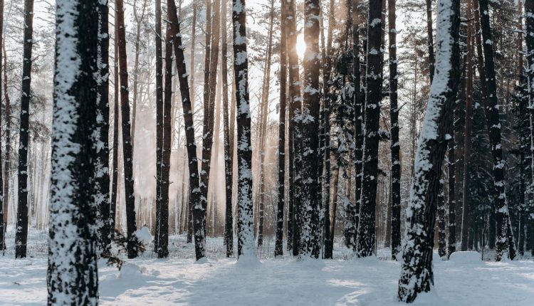 A tranquil snowy forest in Minsk, Belarus with sunlight filtering through the trees. Perfect winter scenery.